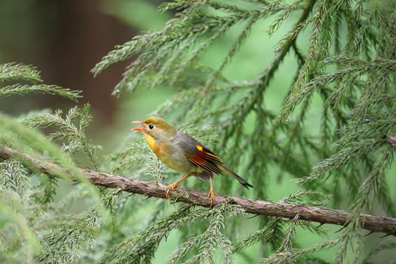 红嘴相思鸟-国二