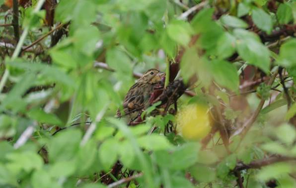 04745357cc654c1d4878ea39625a3859